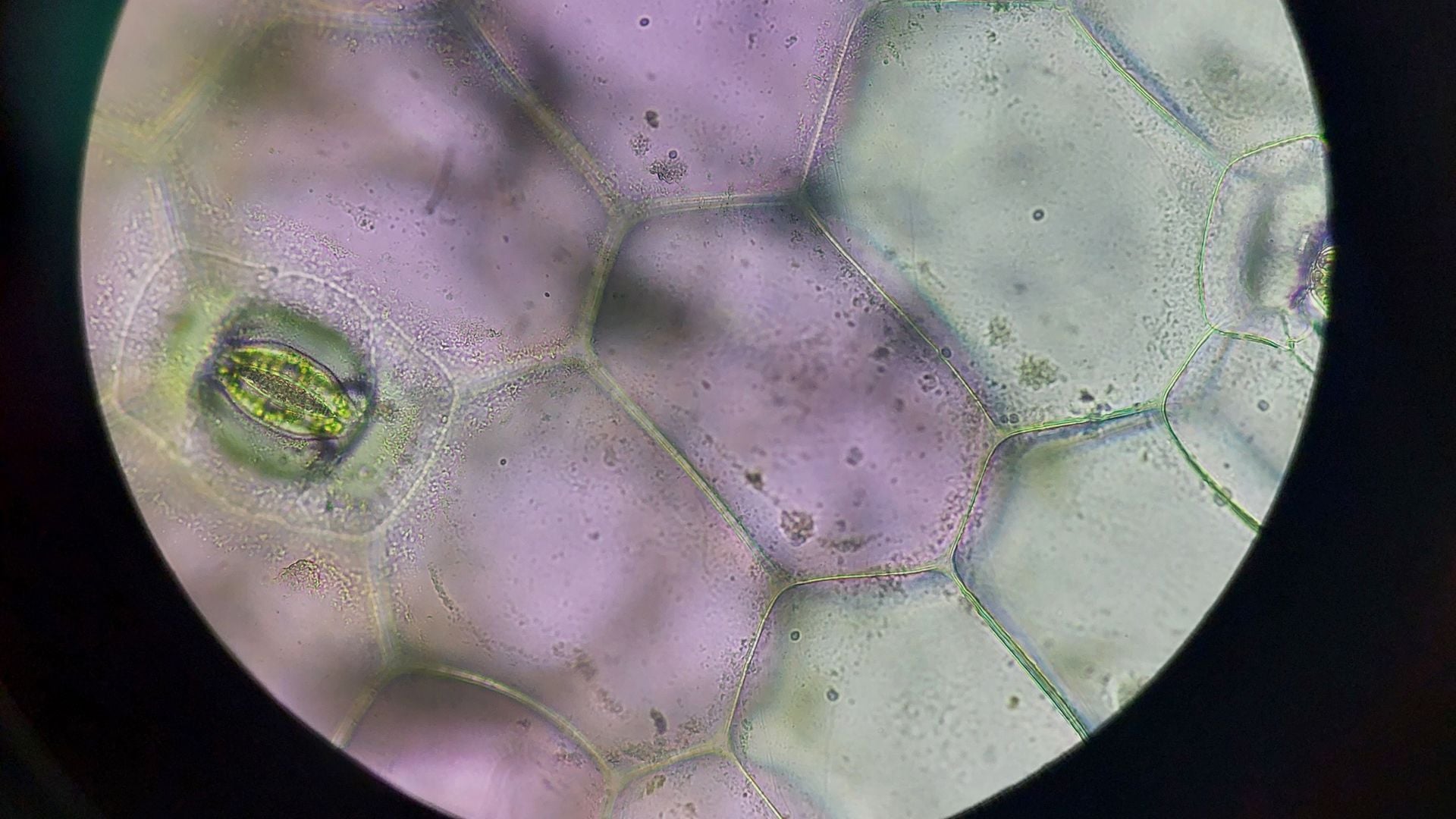 Oxford Biological Sciences 面接対策
